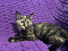 adoptable Cat in Evansville, IN named Tess