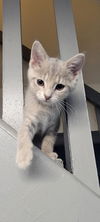 adoptable Cat in evansville, IN named Cynder