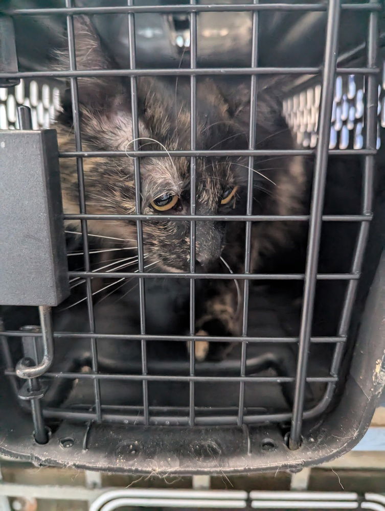 adoptable Cat in Evansville, IN named Kia