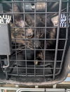 adoptable Cat in  named Kia