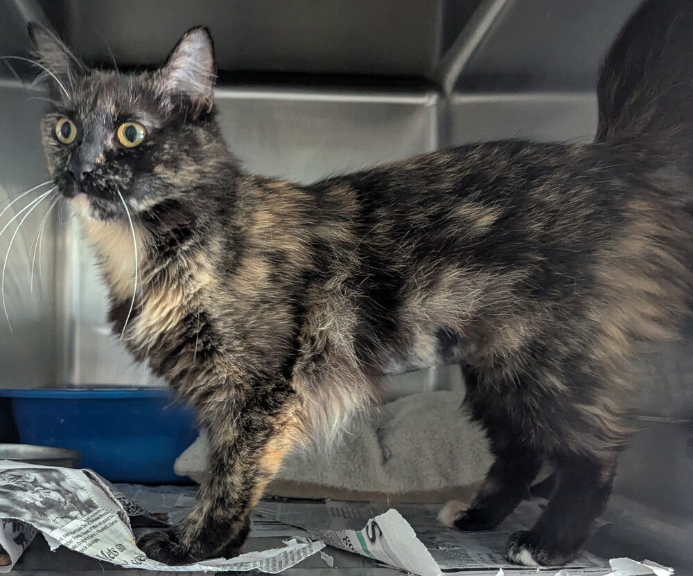 adoptable Cat in Evansville, IN named Kia