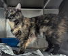adoptable Cat in Evansville, IN named Kia