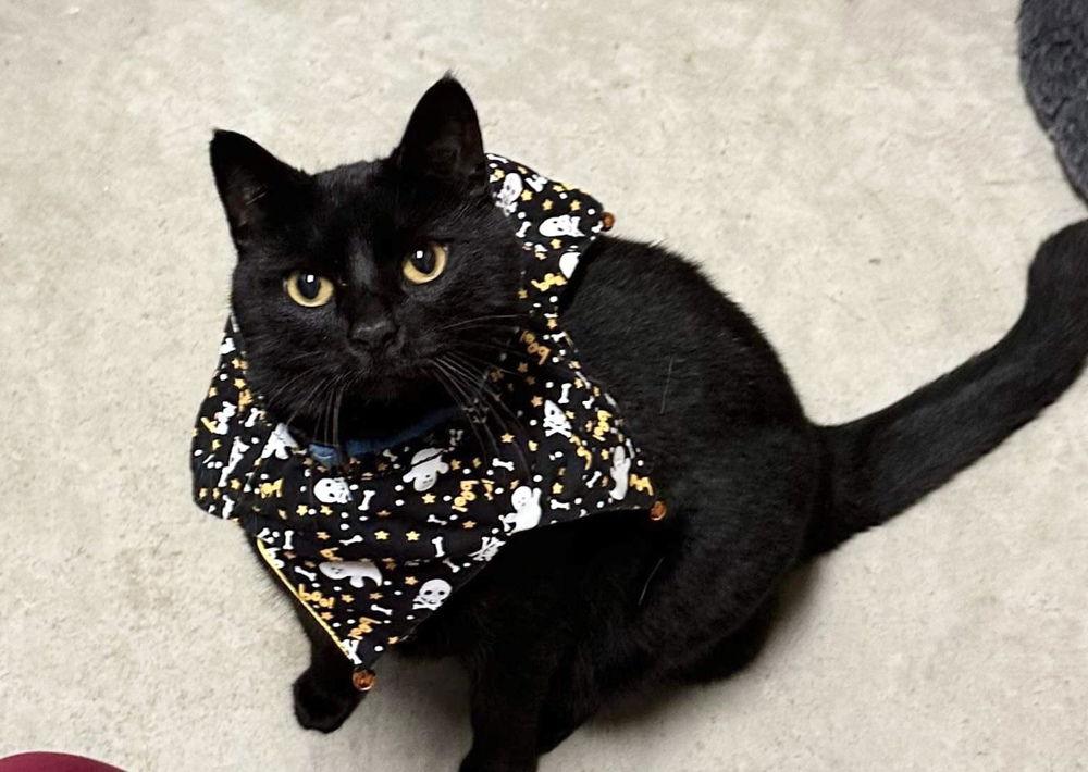 adoptable Cat in Evansville, IN named Titter Tat