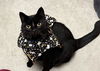 adoptable Cat in evansville, IN named Titter Tat