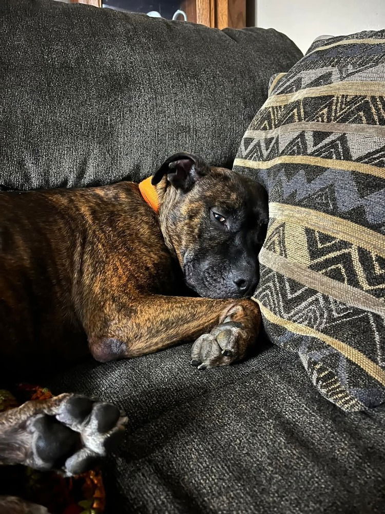 adoptable Dog in Evansville, IN named Willow