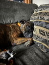 adoptable Dog in evansville, IN named Willow