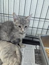 adoptable Cat in evansville, IN named Chino