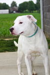 adoptable Dog in evansville, IN named Chalky