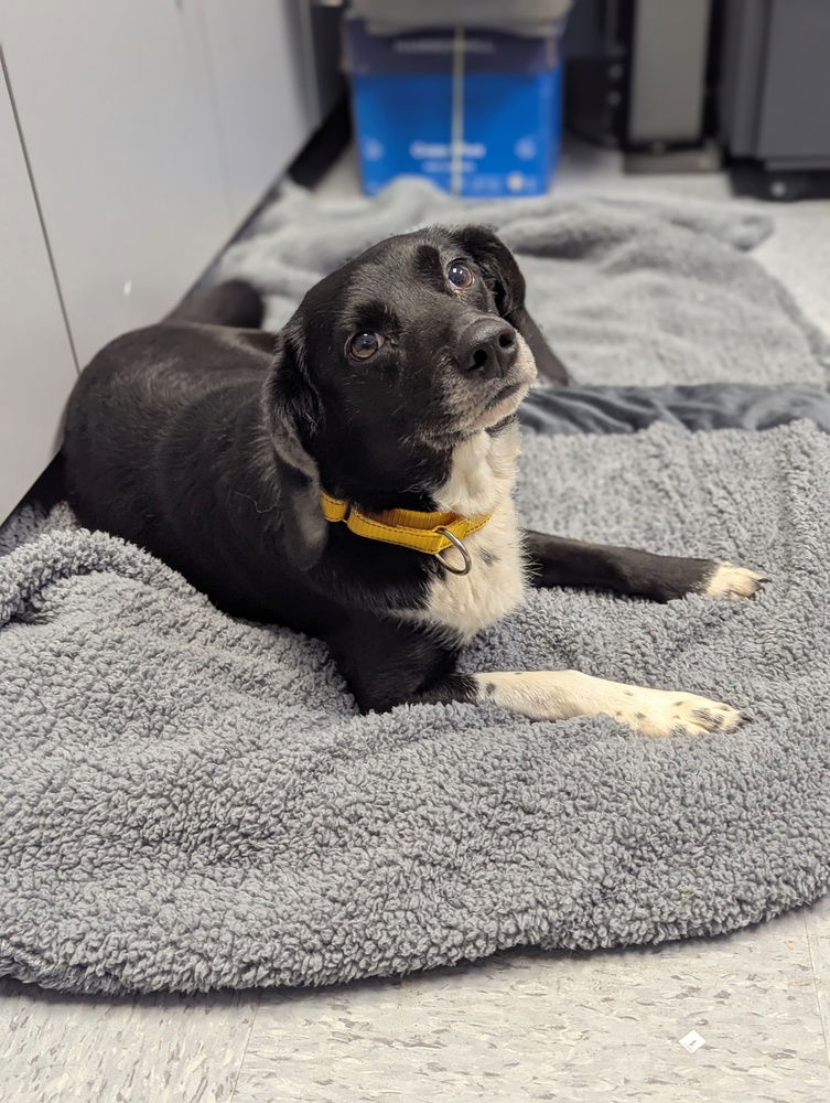 adoptable Dog in Evansville, IN named Cheeky (Chevy)