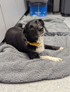 adoptable Dog in evansville, IN named Cheeky (Chevy)