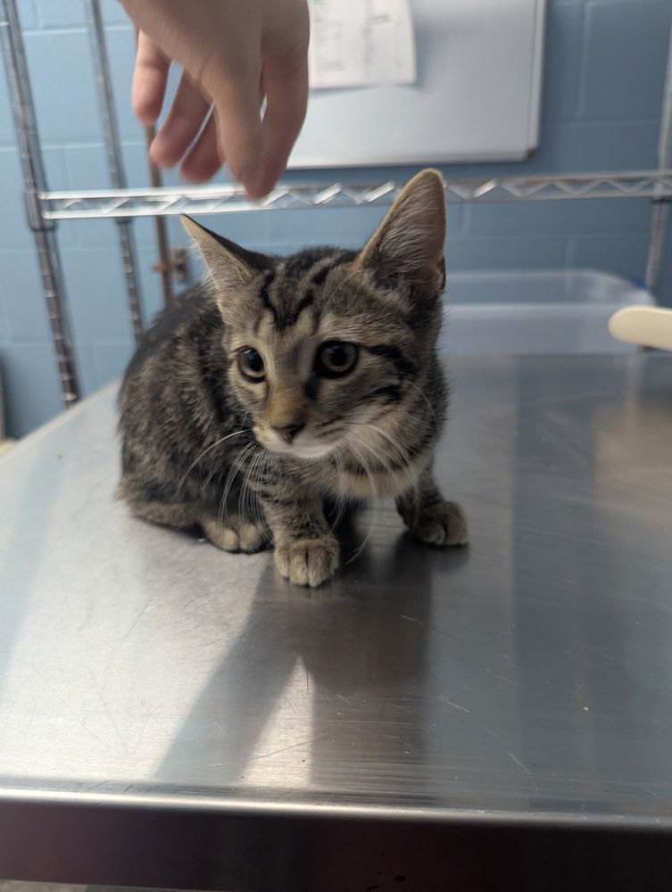 adoptable Cat in Evansville, IN named Betty