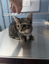 adoptable Cat in Evansville, IN named Betty