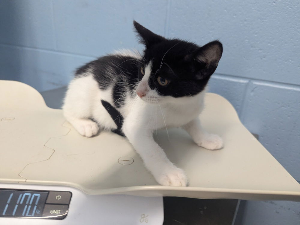 adoptable Cat in Evansville, IN named Pebbles