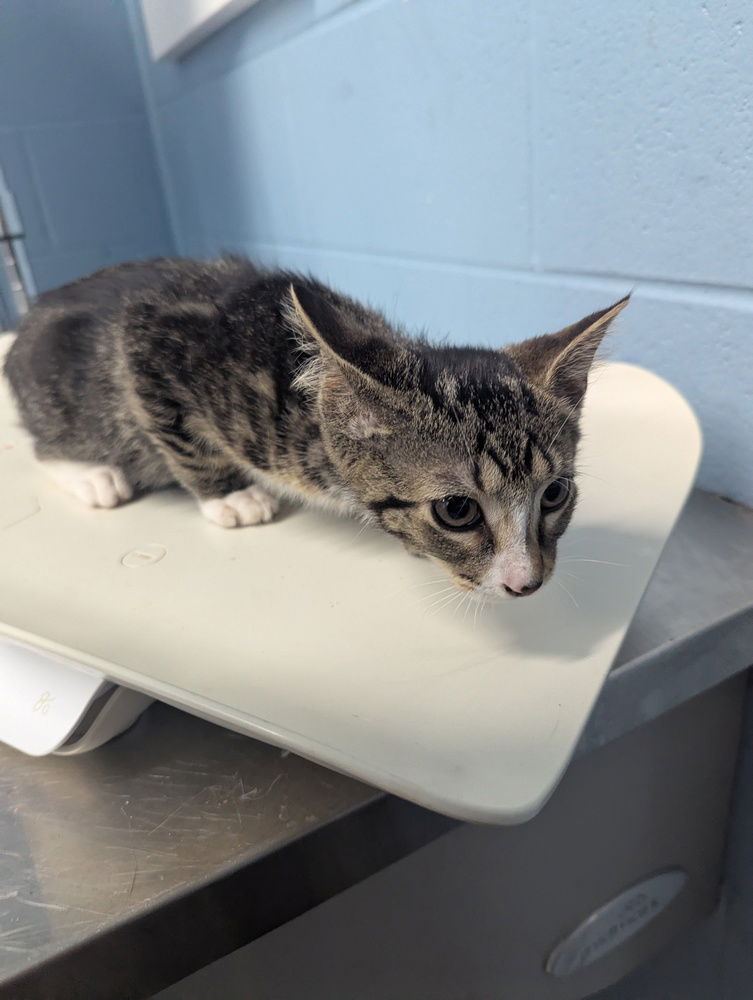 adoptable Cat in Evansville, IN named Wilma