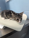 adoptable Cat in evansville, IN named Wilma