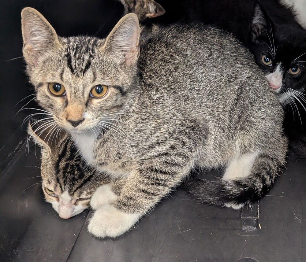 adoptable Cat in Evansville, IN named Dino