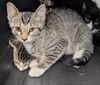 adoptable Cat in evansville, IN named Dino