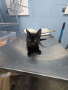 adoptable Cat in Evansville, IN named Barney