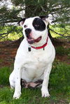 adoptable Dog in  named Sadie