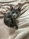 adoptable Cat in evansville, IN named Elroy Jetson