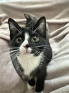 adoptable Cat in evansville, IN named Astro Jetson