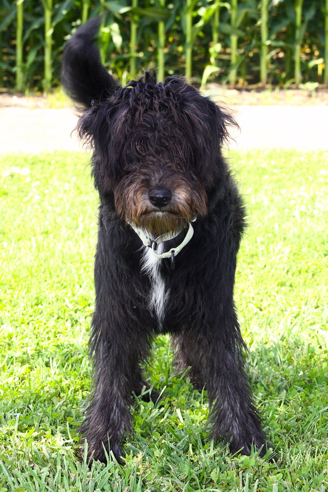 adoptable Dog in Evansville, IN named Onyx