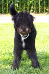 adoptable Dog in  named Onyx
