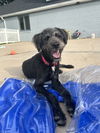 adoptable Dog in , IN named Onyx