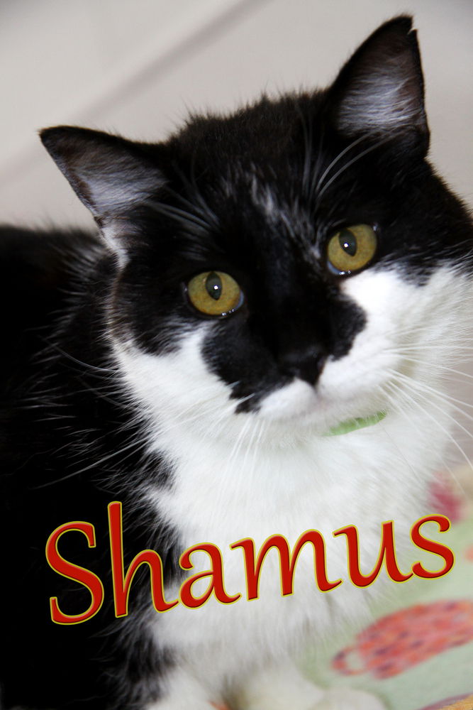 adoptable Cat in Evansville, IN named Shamus