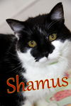 adoptable Cat in evansville, IN named Shamus