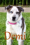 adoptable Dog in evansville, IN named Demi