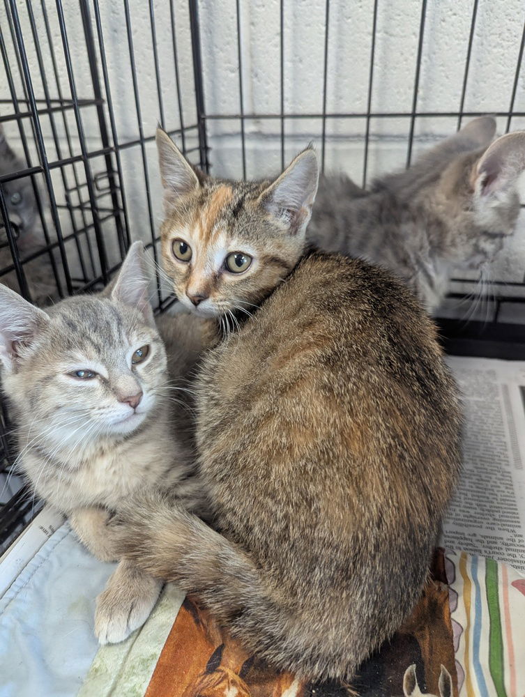adoptable Cat in Evansville, IN named Mocha
