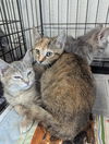 adoptable Cat in Evansville, IN named Mocha