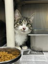 adoptable Cat in evansville, IN named Conner
