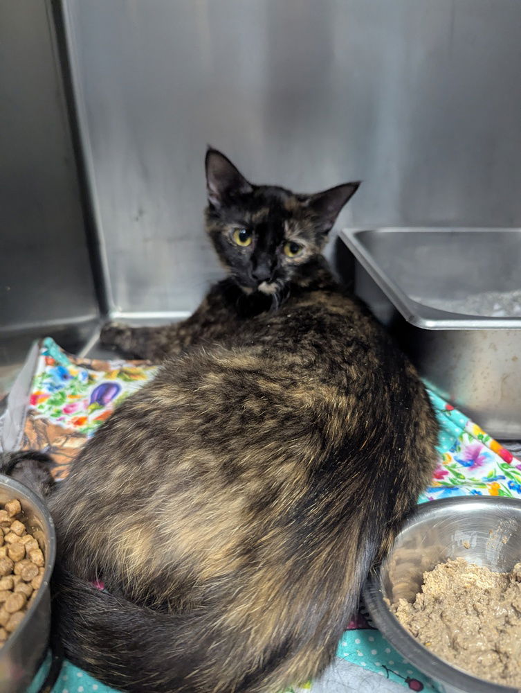 adoptable Cat in Evansville, IN named Olandria
