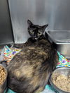adoptable Cat in evansville, IN named Olandria