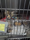 adoptable Cat in evansville, IN named Croissant