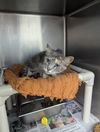 adoptable Cat in evansville, IN named Shiloh