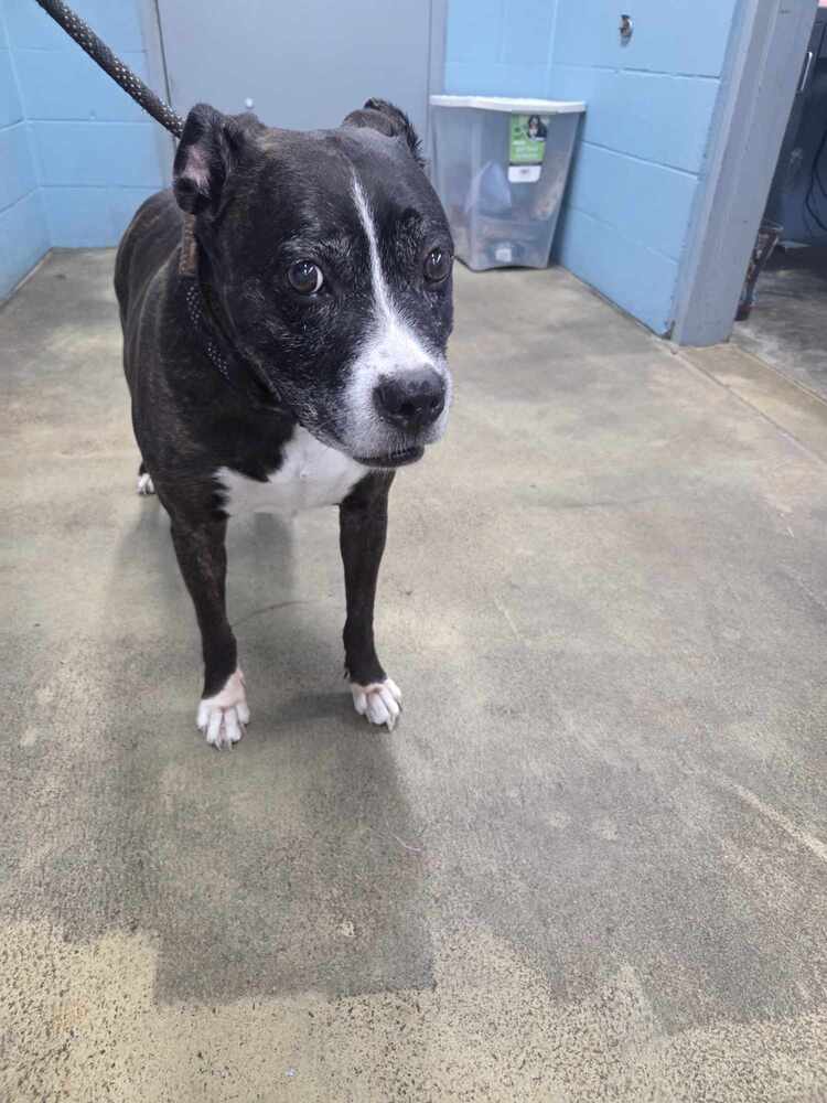adoptable Dog in Evansville, IN named Jaxx
