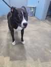 adoptable Dog in  named Jaxx