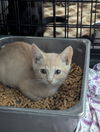 adoptable Cat in evansville, IN named Spruce