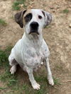 adoptable Dog in Evansville, IN named Keyla