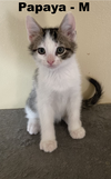 adoptable Cat in evansville, IN named Papaya