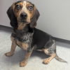adoptable Dog in evansville, IN named Dixie Lou