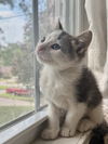 adoptable Cat in Evansville, IN named Hoyt