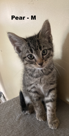 adoptable Cat in evansville, IN named Pear