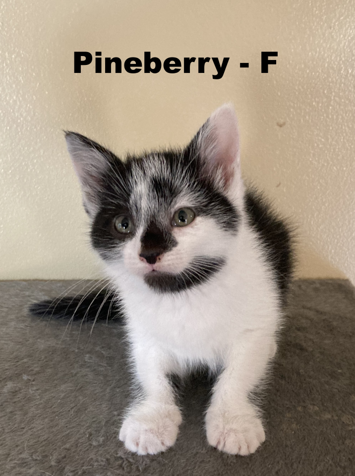 adoptable Cat in Evansville, IN named PineBerry
