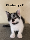 adoptable Cat in evansville, IN named PineBerry