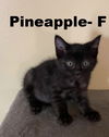 adoptable Cat in evansville, IN named Pineapple