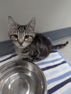adoptable Cat in evansville, IN named Olaf
